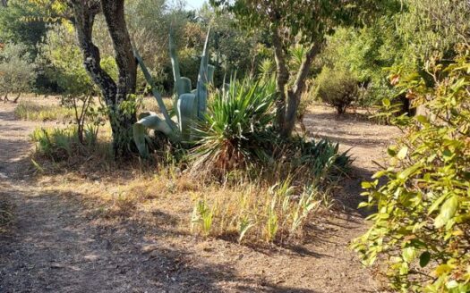 Mazet dans Garrigues nimoises